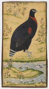 Un francolin dans un paysage, peinture, fin du XVIIe siècle - Mughal School
